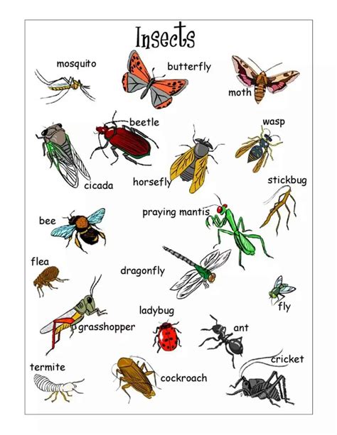 words related to insects