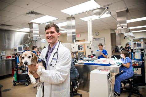 Work Environment Of Veterinarians