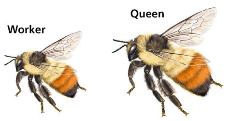 worker bee and queen bee