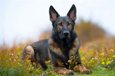 working breed german shepherd