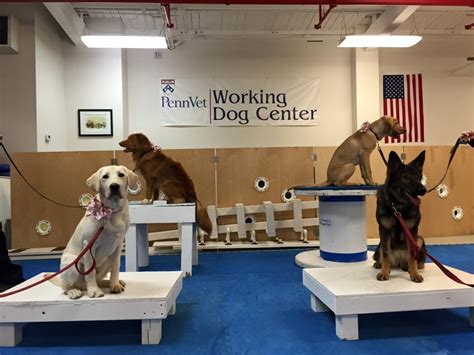 Working Dog Center Training