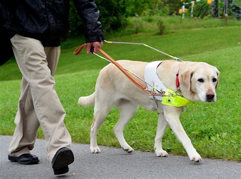 working for guide dogs for the blind