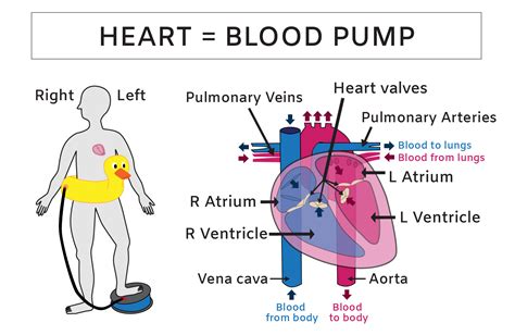 working of the heart