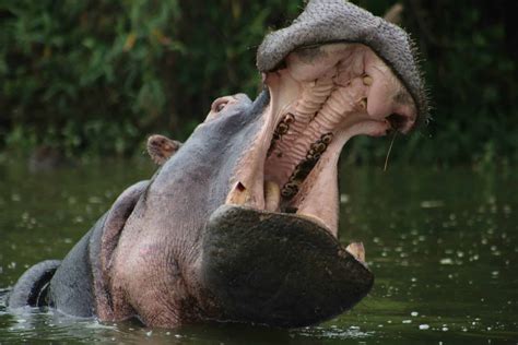 world's largest hippo