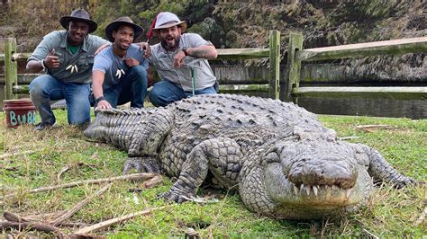 world's largest nile crocodile