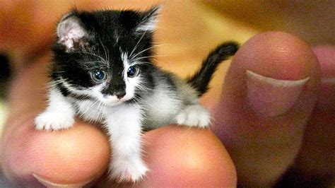 world's smallest domestic cat