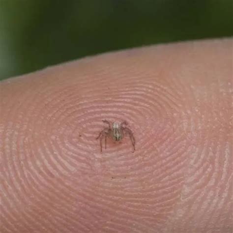 world's smallest spider