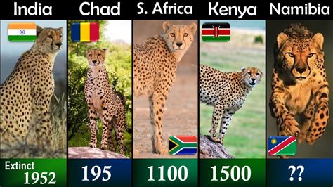 World Cheetah Population