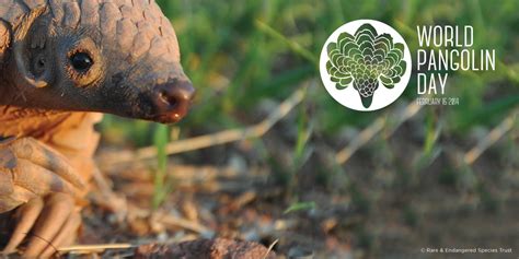 world pangolin day conservation project