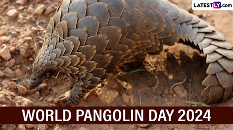 world pangolin day educational event