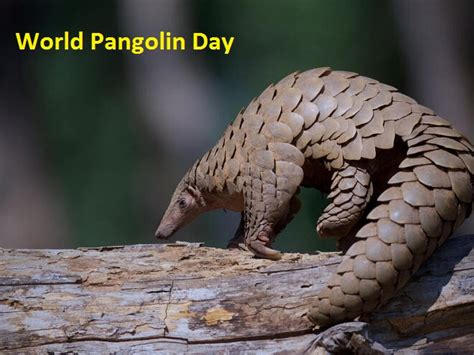 world pangolin day images