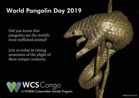 world pangolin day wikipedia