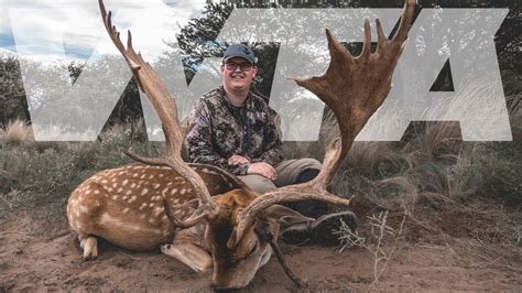 world record fallow deer