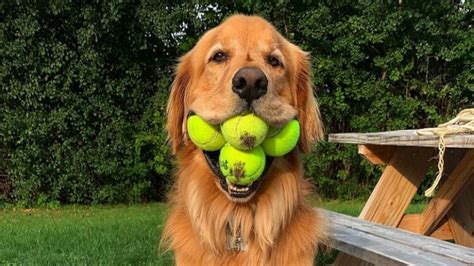 world record for dog holding tennis balls