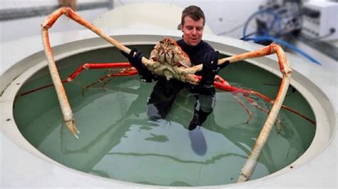 world record king crab