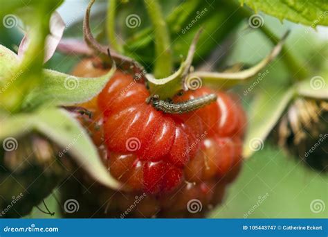 Worm On Raspberry