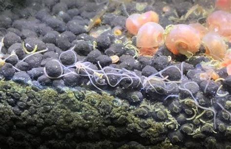 worms in fish tank