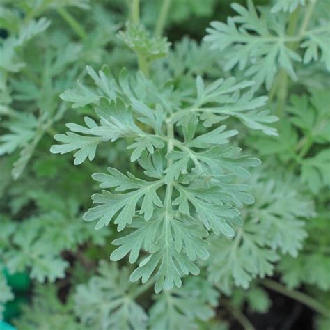 Wormwood Common Artemisia Absinthium Seeds
