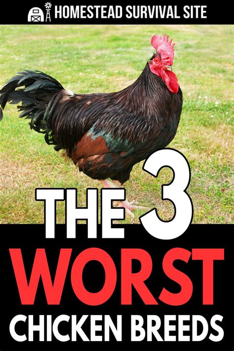 Worst Chicken Brands