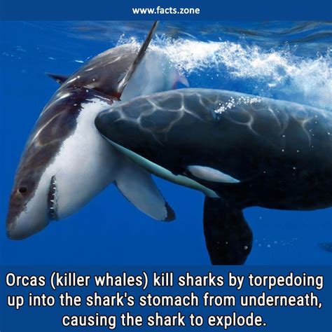 would a killer whale kill a shark