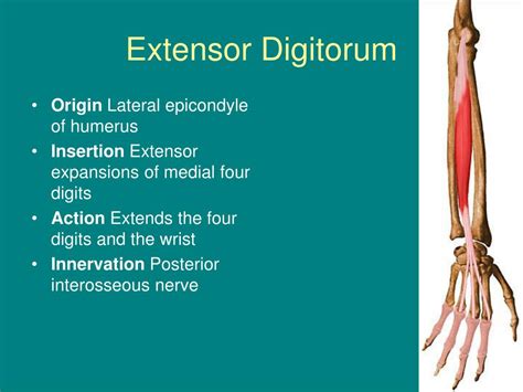 Wrist Extensor Origin And Insertion