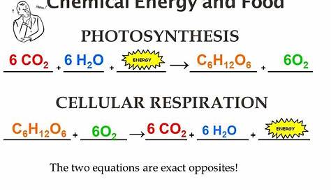 Symbol Equation For Photosynthesis Respiration Tessshebaylo