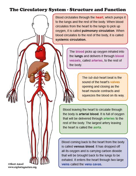 write a short note on circulatory system and describe its function