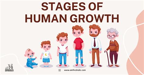 write a short note on the different stages of growth and development in human beings