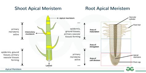 write one main function of apical meristem class 9