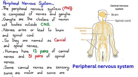 write the function of peripheral nervous system class 10