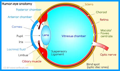 write the structure and function of human eye