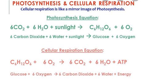 write the word equation for photosynthesis and cellular respiration