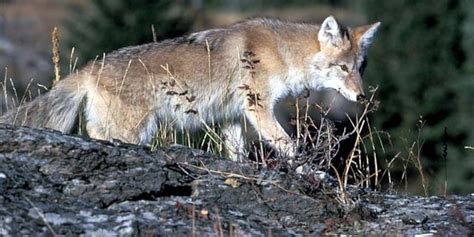 wv dnr coyote hunting regulations