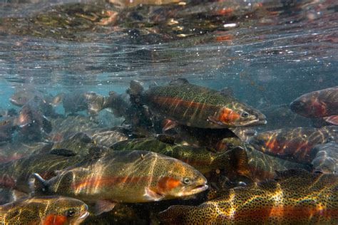 wvdnr fall trout stocking