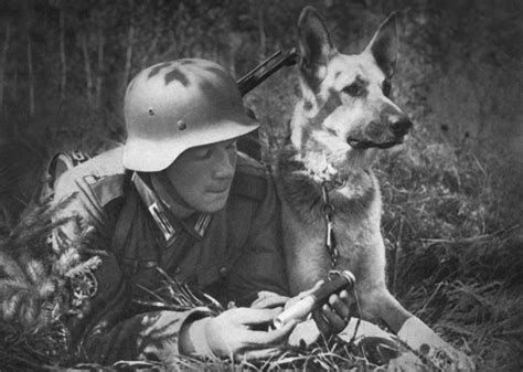 ww2 german shepherd