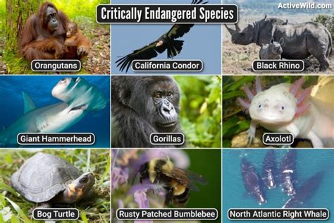wwf endangered animals list 2023