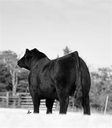 Www Griswoldcattle Com