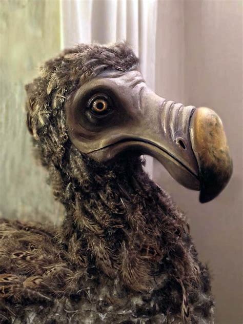 Dront dodo (Raphus cucullatus) DinoAnimals.pl
