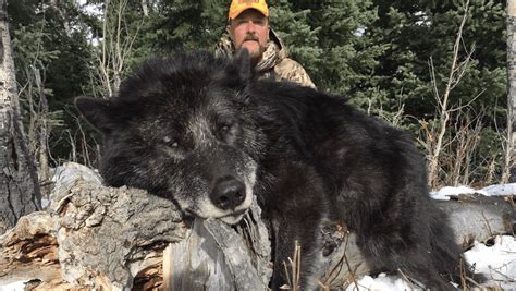wyoming wolf hunting regulations