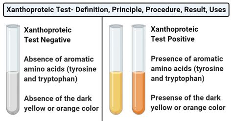  Positive xanthoproteic test. Xanthoproteic reaction. 20190212