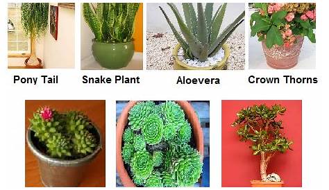 Xerophytes plants with extremely low water requirements