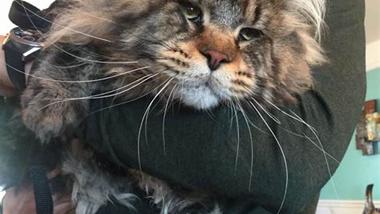 Xl Maine Coon Cat for Sale