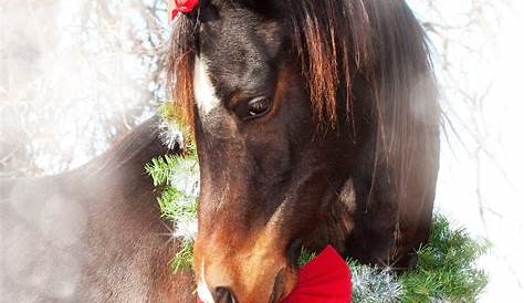 Xmas Horse Pictures Merry Christmas DarlingLadyLuxury Christmas s s