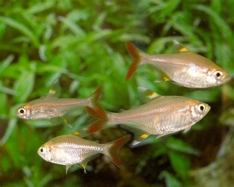 Discover the Enchanting World of Xray Tetras