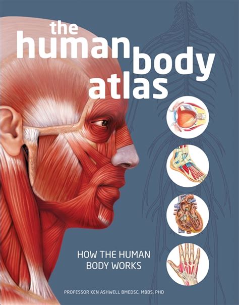 yahoo human anatomy atlas