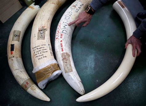 yahoo japan ivory sales