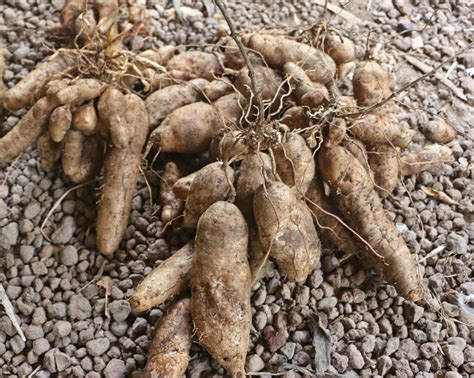 Yam Growing Roots
