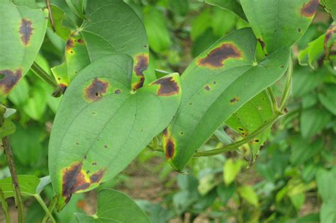 Yam Leaf Diseases