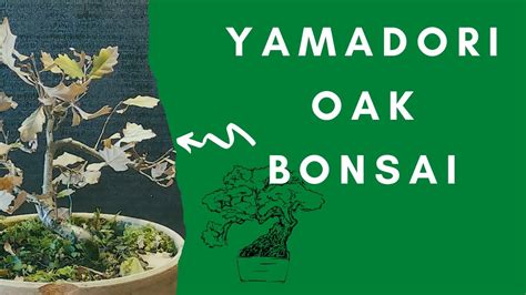 Yamadori Tips