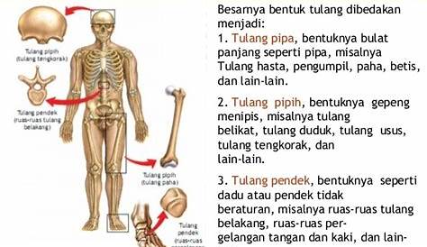 Sistem Rangka Tubuh Manusia - RumusHitung.Com